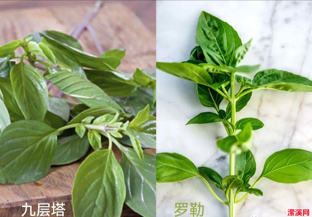 纯素家常菜 九层塔土豆 好味道