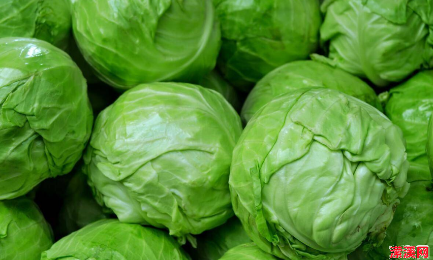 包菜与豆腐结合，降压降脂，补钙又润肠，中老年人要多吃！