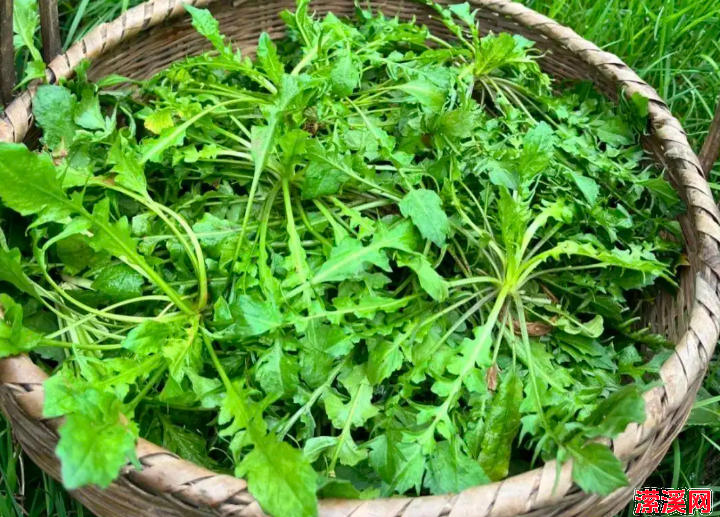 详细阅读:春天孩子长身体的黄金期,多吃9种高钙菜,增强体质,好吃不贵 春天孩子长身体的黄金期,多吃9种高钙菜,增强体质,好吃不贵