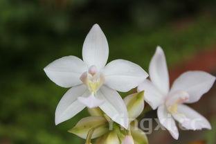 馒头热量,馒头热量多少大卡