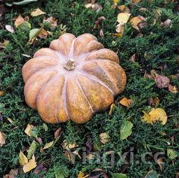 桂花食用做法大全,桂花做吃的怎么做