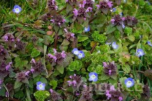 小白菜的20种做法,小白菜十种最佳吃法