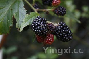 学做凉皮凉面学费多少钱，学做凉皮凉面学费多少