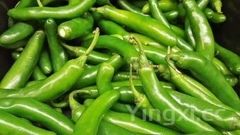 热卤菜的做法及配方,热卤菜有哪些