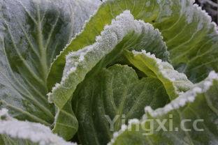 芹菜的功效与作用,芹菜的功效与作用?