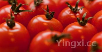 番茄牛肉汤的功效,番茄牛肉汤的做法与配方