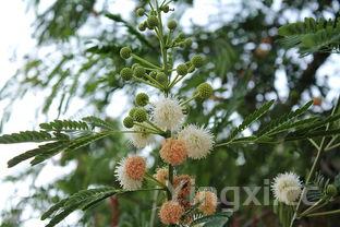 墨鱼排骨汤的做法,墨鱼排骨汤的做法大全