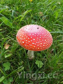 三种人不宜吃薏米,煮薏米粥的正确吃法