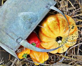 桑葚干,桑葚干的最佳搭配