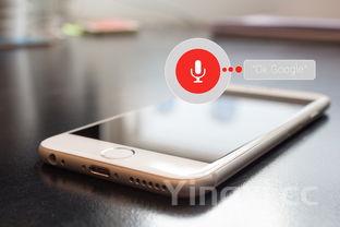 粉丝娃娃菜怎么做呢,粉丝娃娃菜怎么做