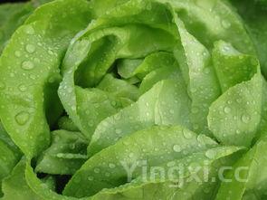 莴苣凉拌怎么做好吃脆爽视频，莴苣凉拌怎么做好吃脆爽