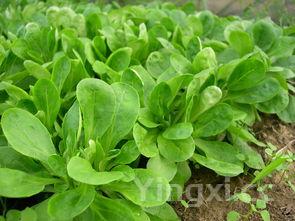 茼蒿怎么做好吃又简单,茼蒿怎么做的好吃