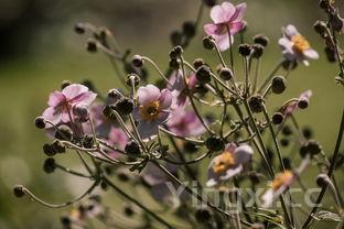 猪蹄炖黄豆的做法,高压锅猪蹄炖黄豆的做法