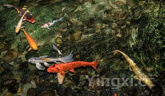 豆豉鱼油麦菜,豆豉鱼油麦菜的做法最正宗的做法