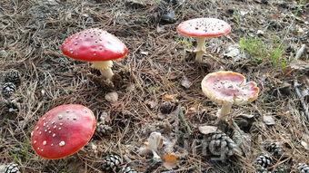 木耳炒什么好?,木耳炒什么菜谱大全