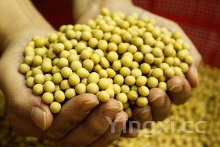 五谷豆浆最佳搭配食谱,五谷豆浆搭配食谱有哪些?黄豆可以换成黑豆吗?