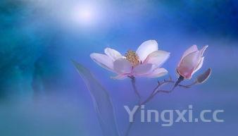 刺猬玫瑰这首歌啥意思,刺猬玫瑰(高干)