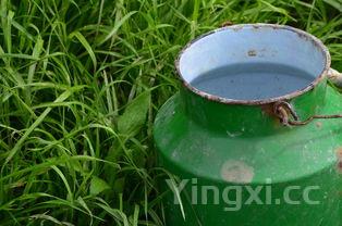 姜汁撞奶原理视频，姜汁撞奶原理