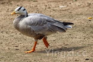 萝卜丝疙瘩汤的做法,萝卜丝疙瘩汤的做法视频