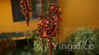 土豆豆角炖肉的家常做法,土豆 豆角炖肉