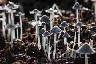 家庭啤酒鸭的做法，家庭啤酒鸭的做法视频