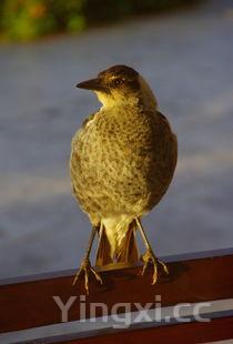 鸡蛋汤的热量，鸡蛋汤