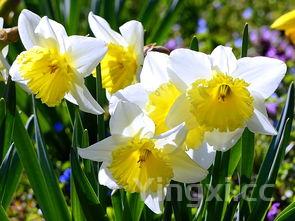 槐花怎么做好吃视频教程,槐花怎么做好吃