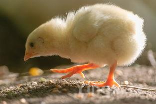 尖椒鸡的做法重庆,尖椒鸡的做法