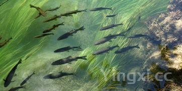 福鼎肉片的做法及配方,福鼎肉片的做法及配方视频教程