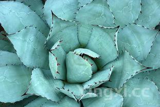 韩式蛋包肠宣传图片，韩式蛋包饭的正宗做法