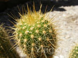 海瓜子好吃吗，海瓜子的学名叫什么