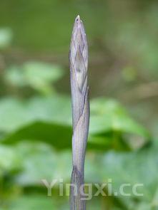 白酒能做乳胶漆吗?探究白酒与乳胶漆之间的奇妙关联