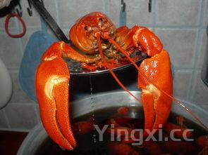 详细阅读:小龙虾怎么吃的方法,小龙虾怎么吃正确方法 小龙虾怎么吃的方法,小龙虾怎么吃正确方法