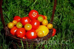 夏威夷果的功效与作用，碧根果的功效与作用