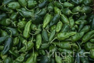 怎样腌制辣椒,怎样腌制辣椒和新鲜辣椒一样