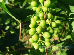瓜子的功效与作用,原味瓜子的功效与作用