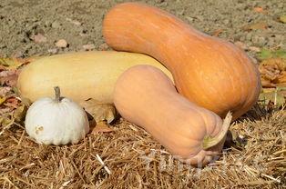 蒸小南瓜的方法,蒸小南瓜的做法