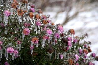 凉拌黄瓜的家常做法,凉拌黄瓜的家常做法图