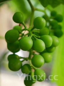 正宗红烧豆腐的做法,家常红烧豆腐的做法详细步骤