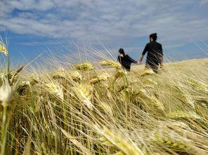 惊!京东竟有此等操作,免费送国窖白酒背后藏何玄机?
