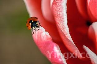 夏天泡腊八蒜的方法,夏天泡腊八蒜的方法窍门