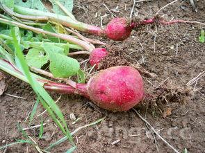 白萝卜陈皮煮水的功效和作用是什么，白萝卜陈皮煮水的功效和作用