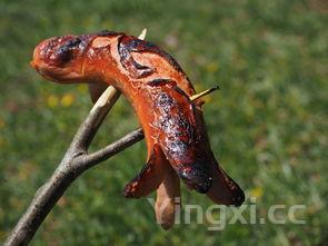 炒毛豆粒的家常做法,炒毛豆粒的家常做法简单