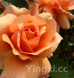 升学宴白酒怎么用?这些巧妙方式让庆祝氛围更浓