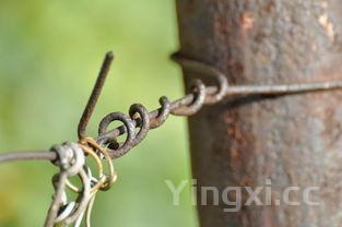 紫甘蓝的最佳吃法减脂,紫甘蓝的最佳吃法