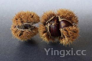 板栗怎样煮好吃又好剥，煮栗子怎么煮