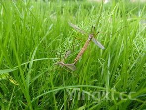 洋河白酒兑什么好喝?这些搭配让口感更丰富独特