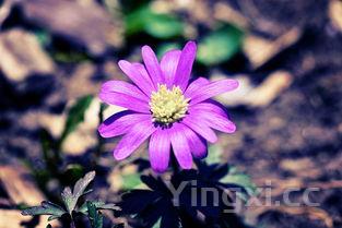 姜母鸭的功效：气血双补，滋阴降火姜母鸭的功效和作用