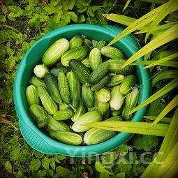 黄花菜的功效与作用及食用方法，菜花有什么营养和功效