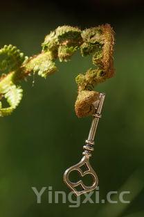 清炖牛肉的家常做法,清炖牛肉的做法及配料